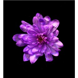 Краска для срезанных цветов №1 Темно-фиолетовый 1л