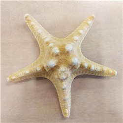 Ракушки морские Рогатая звезда 1,5-2,0