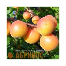 черенки абрикос Амур