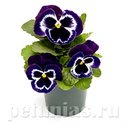 Виола Inspire Plus Violet Face - 5 шт