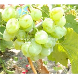 Виноград плодовый Белое чудо, очень ранний, крупный