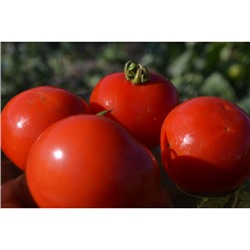 Частный питомник растений Наш сад, Семена помидоров Яблонька России