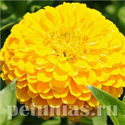 Цинния Benary's Giant Golden Yellow - 5 шт