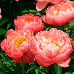 Т Пион травянистый Корал Сансет персиково-розовый 1шт