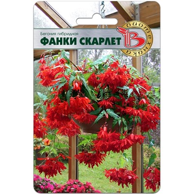 Бегония гибридная Фанки Скарлет (ампельная)