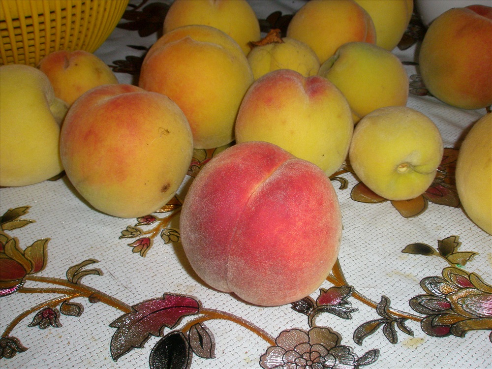 Персик донецкий желтый