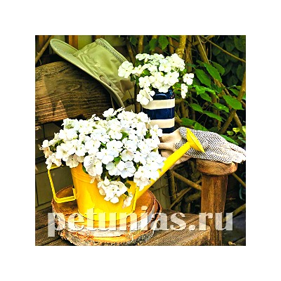 Бальзамин Lollipop Coconut White - 5 шт
