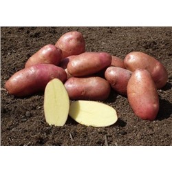 Картофель семенной Ред Скарлет элита (1 кг) (Код: 73557)