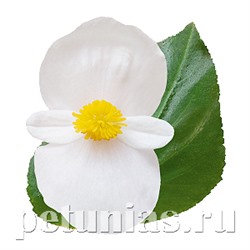 NEW Бегония BIG DeluXXe White Green Leaf - 3 шт