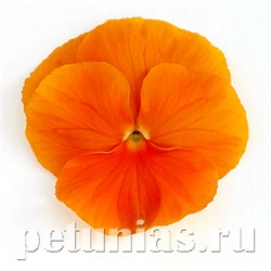 Виола Inspire DeluXXe Orange - 5 шт