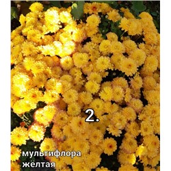 2 Хризантема мультифлора желтая