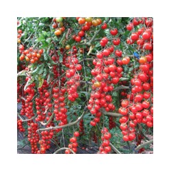 Tomato Caramel red (Томат черри Карамель красная)