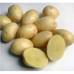 Картофель семенной Кемеровчанин элита (4кг) (Код: 80319)
