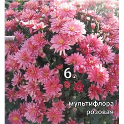 6 Хризантема мультифлора розовая