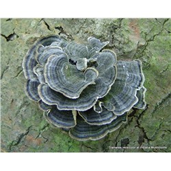 Трамета гриб (Trametes versicolor), плодовое тело, Жив Здоров, 50/100г