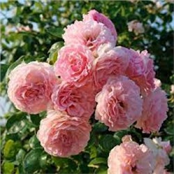 Роза Роз де Толбиак (Сиб.Сад) ПЛ