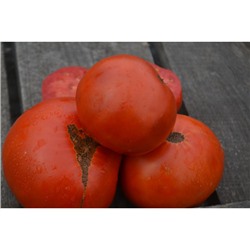 Частный питомник растений Наш сад, Семена помидоров Свежий кавалер