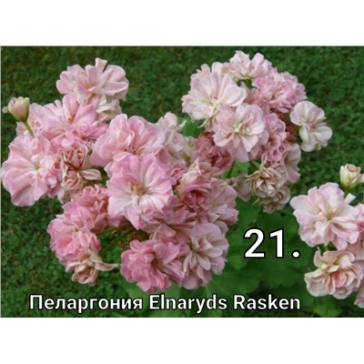21 Пеларгония эльнеридс рескен