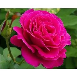Роза чайно гибридная Малиновый звон С3, в. 60-80, Весна 2024