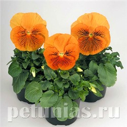 Виола Cats Orange - 5 шт