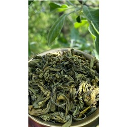 Зелёный чай крупнолистовой