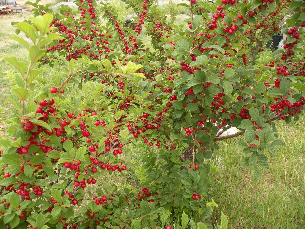 Вишня войлочная (50 семян). купить, отзывы, фото, доставка - 19ОК.  Совместные покупки