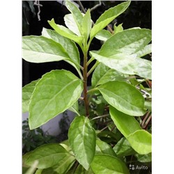 Джинура - лечебное растение