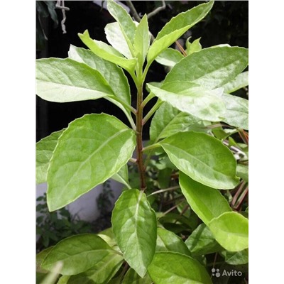 Джинура - лечебное растение