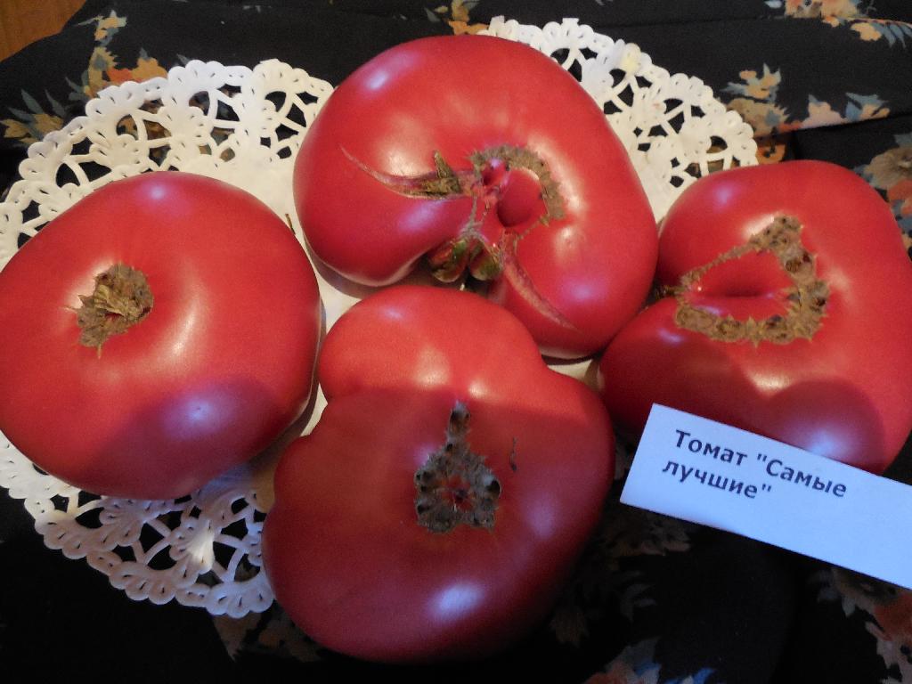 Семена помидор старые. Семена томатов. Самые лучшие семена томатов. Самые хорошие семена томатов. Самые популярные семена томатов.