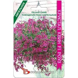 Пеларгония плющелистная ампельная Кристал Квин F1 Роуз