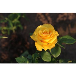 Роза чайно гибридная Керио С3, в. 20-40, Весна 2024
