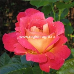 Роза парковая Декор Арлекин