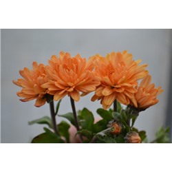 Хризантема корейская Помпон оранж приедет 1шт