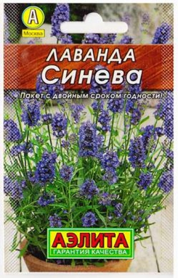 Лаванда сорт синева фото