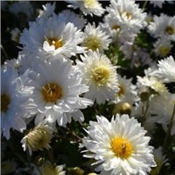 Саженцы хризантемы Белая. Зимует в ОГ