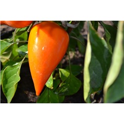 Частный питомник растений Наш сад, Перец сладкий Леся оранжевая