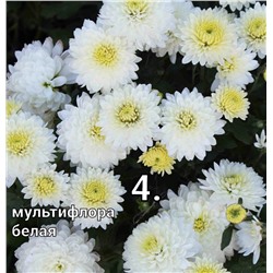 4 Хризантема мультифлора белая