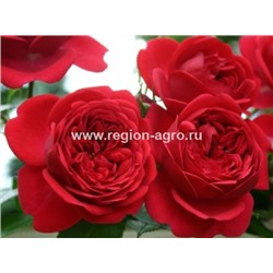 Роза парковая Рубан Руж