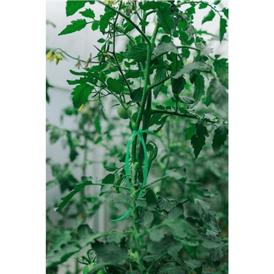 Шпагат для подвязки растений, 30 м, полипропилен, зелёный, Greengo
