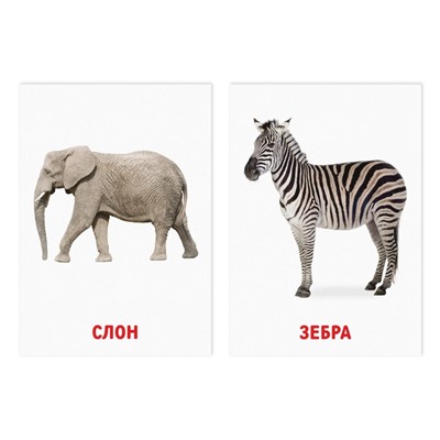Обучающие карточки по методике Глена Домана «Животные африки», 8 карт, 3+