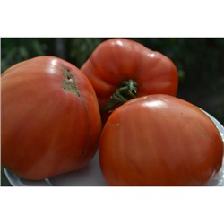 Частный питомник растений Наш сад, Семена помидоров Бельмонте красный