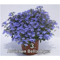 2. Лобелия Bella Aqua