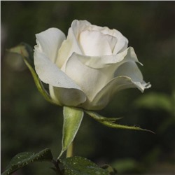 Роза чайно гибридная Анастасия С3, в. 60-80, Весна 2024
