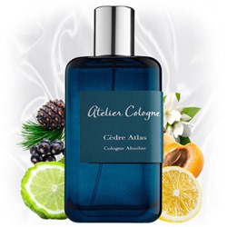 Cedre Atlas Ateiler Cologne