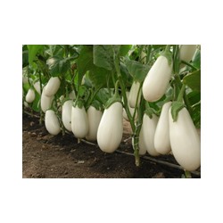 Eggplant White Pear (Баклажан Белая груша)