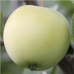 Яблоня летнее Папироянтарное