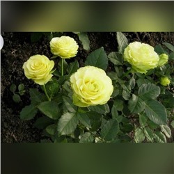 Роза чайно гибридная Доллар С3, в. 40-60, Весна 2024