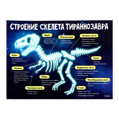 Набор для опытов «Эпоха динозавров», скелет тираннозавра