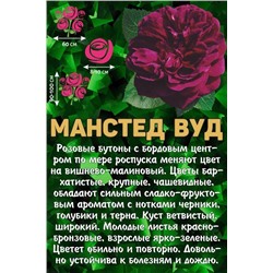 Роза Манстед Вуд /Английская/