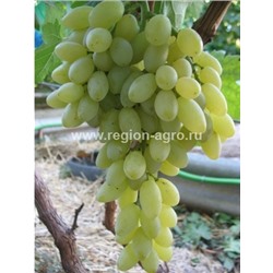 Виноград плодовый Кишмиш Столетие, средний, бессемянный
